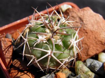 Acanthocalycium brevispinum