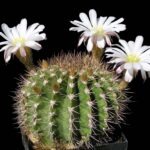 Acanthocalycium_klimpelianum_1 Acanthocalycium violaceum