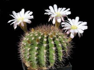 Acanthocalycium_klimpelianum_1 Acanthocalycium violaceum