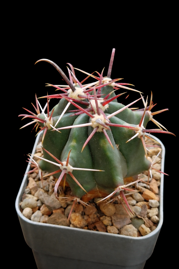 Ferocactus sp IDD 1697