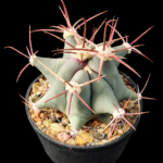 14bdcf6c-692a-41e7-a93c-fb62b0878a36 Ferocactus emoryi