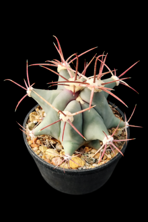 Ferocactus emoryi