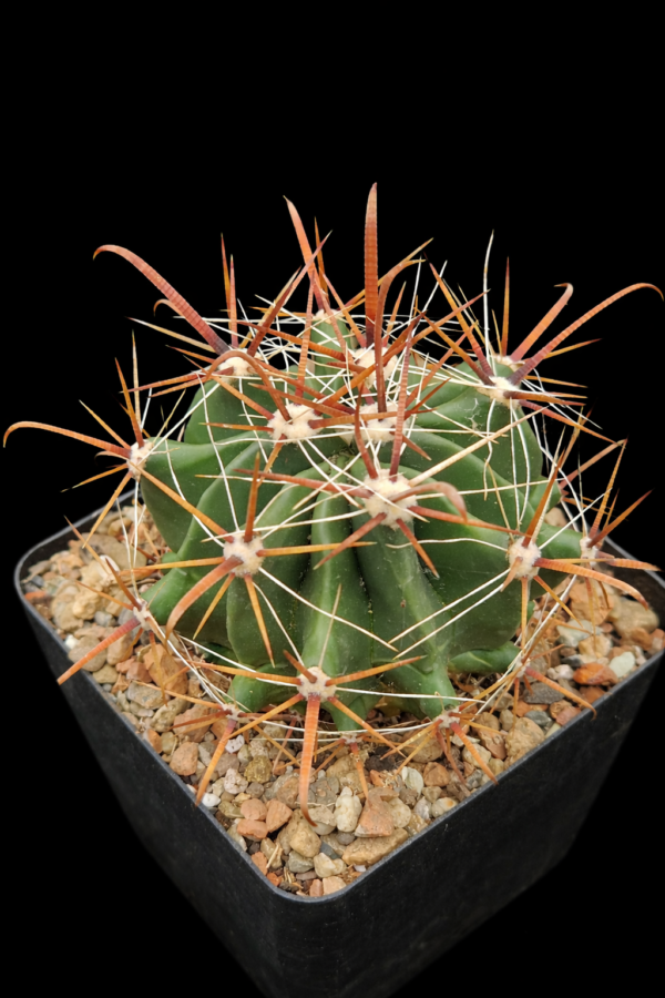 Ferocactus herrerae (1)