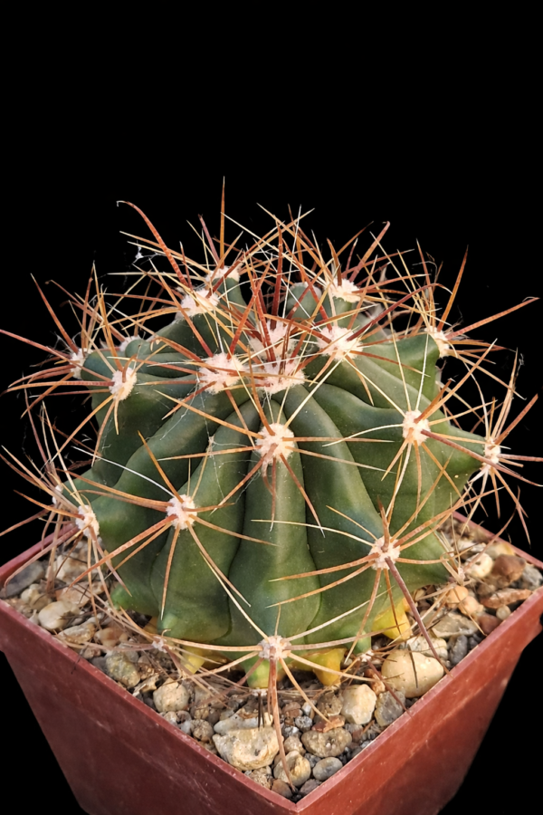 Ferocactus wislizenii