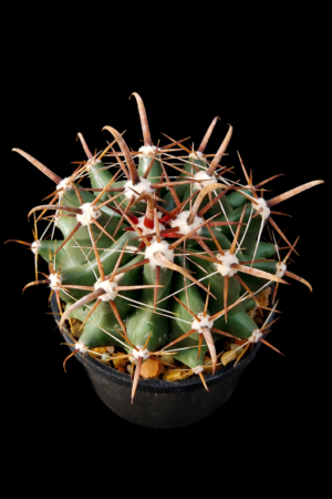 Ferocactus sp 1