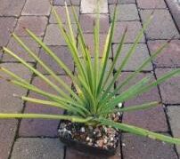 Agave striata