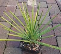 Agave striata (1)