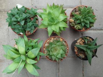 Haworthia mix