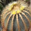Ferocactus glaucescens (1)