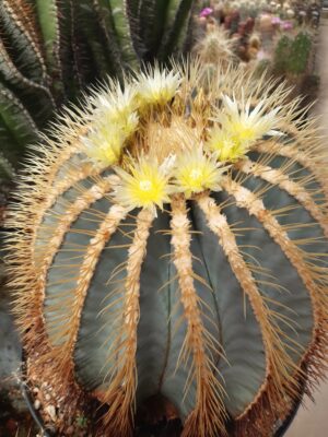 Ferocactus glaucescens