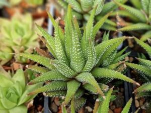 Haworthia Sp