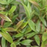 20240626_172318_7872 Dendrobium kingianum (Kopírovat)