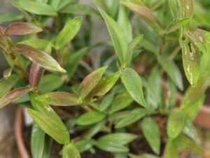 Dendrobium kingianum