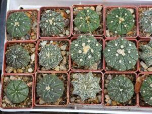 20240628_193039_7873 Astrophytum asterias hybrid