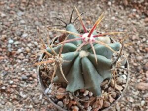 Ferocactus sp Baro del Toro