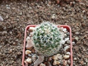 20240720_172043_7911 Echinofossulocactus sp Las Grucitas (1)