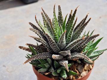 Haworthia serrata