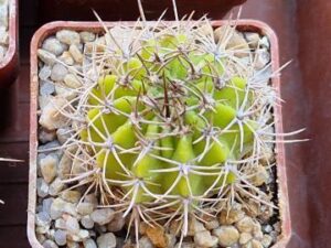 Acanthocalycium sp LB 364 1