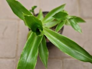 20240804_152102_7992 Calissia fragrans