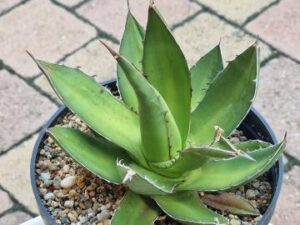 Agave sp 1