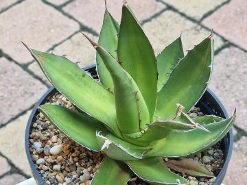 Agave sp 1