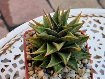 Haworthia sp 1