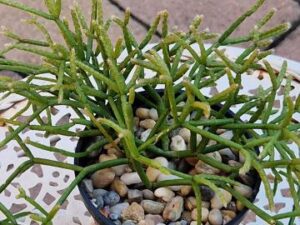 Rhipsalis sp 1