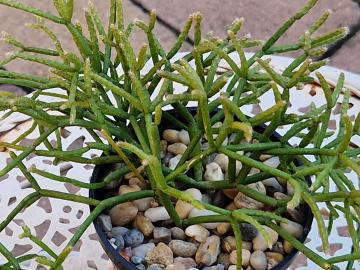 Rhipsalis sp 1