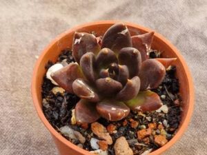 Echeveria sp 2