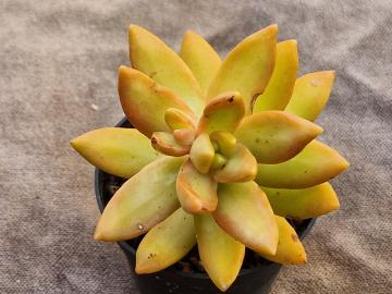 Sedum nussbaumerianum