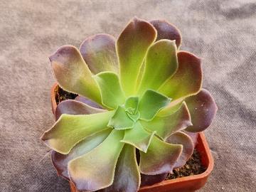 Aeonium sp 1