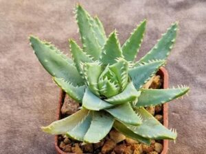 Aloe brevifolia