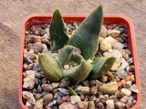 20240907_162304_8079 Ariocarpus trigonus