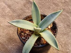 Agave sp 2