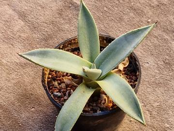 Agave sp 2