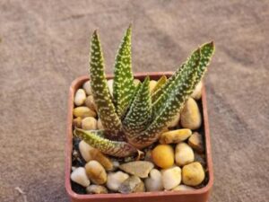 Gasteraloe hybrid