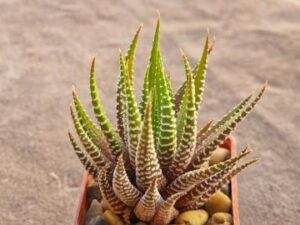 Haworthia fasciata