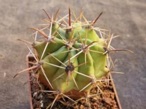 Ferocactus townsendianus (2)