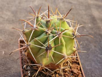 Ferocactus townsendianus (2)