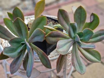 Echeveria spec 3