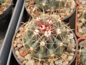 Ferocactus sp 1 (1)
