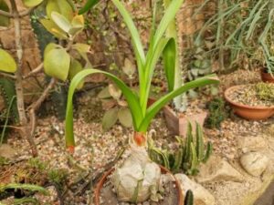 Ornithogalum longibracteatum (1)
