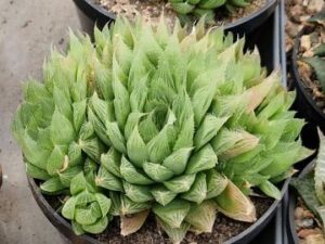 Haworthia wittata