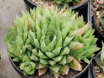 Haworthia wittata