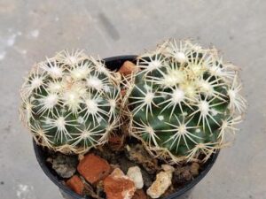 Coryphantha spec El Sauz