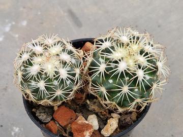 Coryphantha spec El Sauz