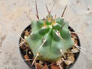 Echinocereus triglochidiatus