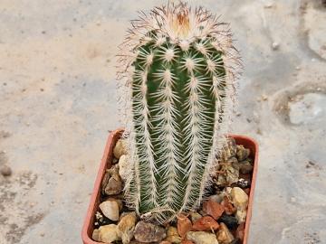 Echinocereus sp 2