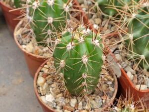 20250419_165100_8218 Cereus sp 1