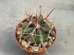 Ferocactus emoryi (13)